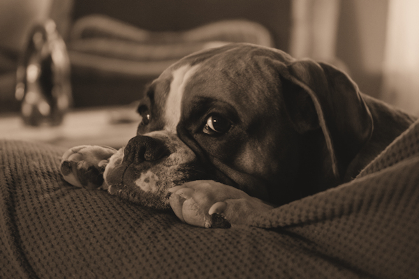 how to stop dog from using bathroom in house