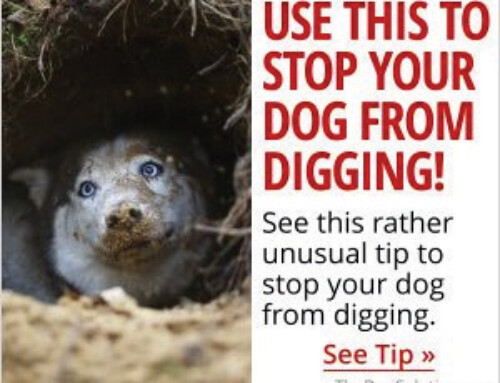 How to stop your dog from digging