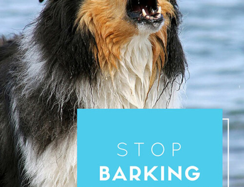 How to stop your dog from barking