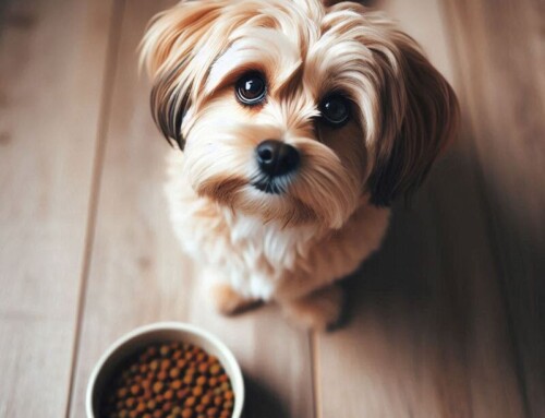 The Hidden Dangers Lurking in Dog Food: A Real Talk for Concerned Pet Owners