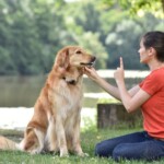 dog behavior training