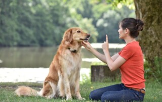 dog behavior training