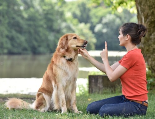 Building Communication with Your Dog: Messy, Imperfect, But Worth Every Second