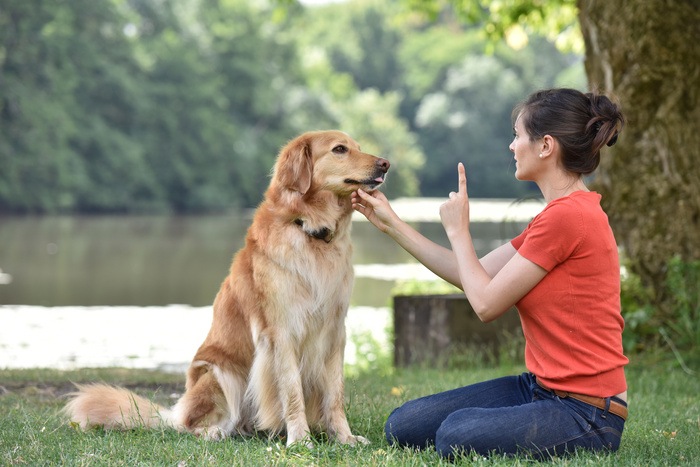 dog behavior training