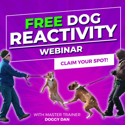 dog training webinar